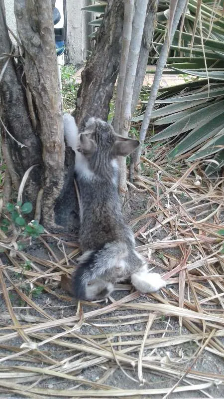 Gato raça Sem raça definida idade Abaixo de 2 meses nome Sem nome
