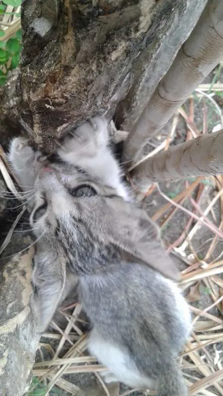 Gato raça Sem raça definida idade Abaixo de 2 meses nome Sem nome