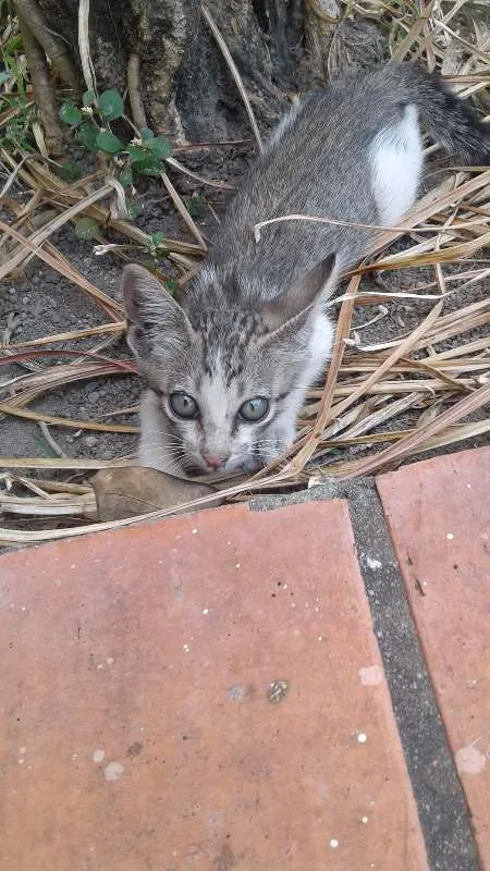 Gato raça Sem raça definida idade Abaixo de 2 meses nome Sem nome