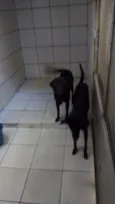 Duck e bolt