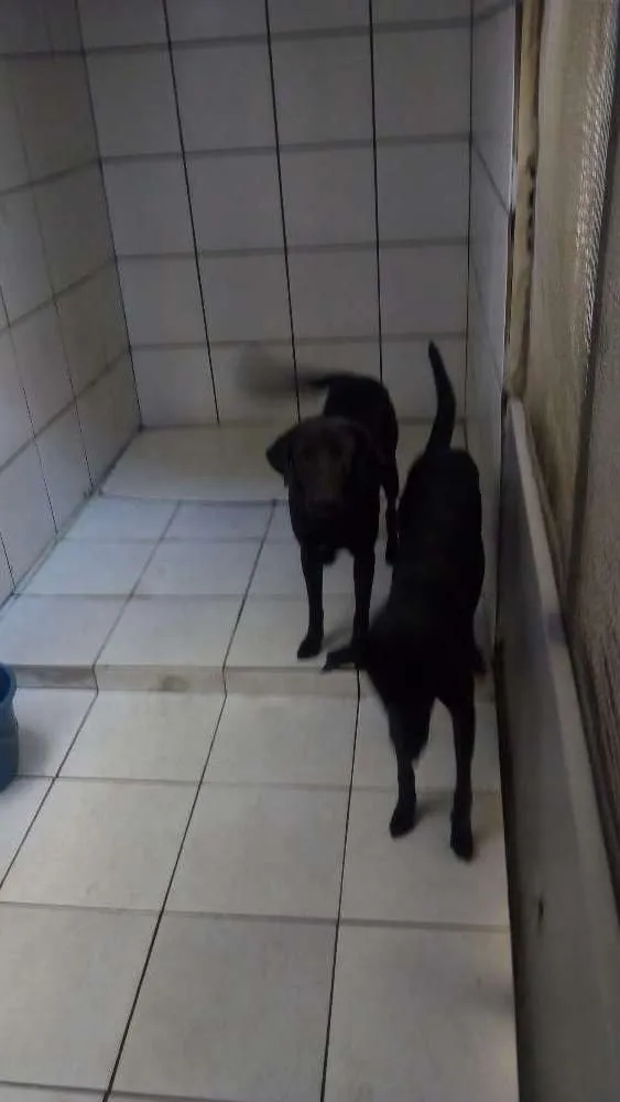 Cachorro ra a Labrador com vira lata idade 3 anos nome Duck e bolt