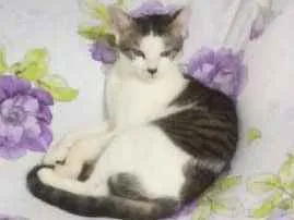 Gato ra a  idade 7 a 11 meses nome Mimi