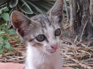 Gato raça Sem raça definida idade Abaixo de 2 meses nome Sem nome