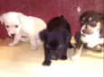 Principe e princesas
