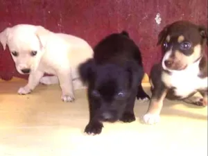Cachorro raça Vira lata idade 2 a 6 meses nome Principe e princesas