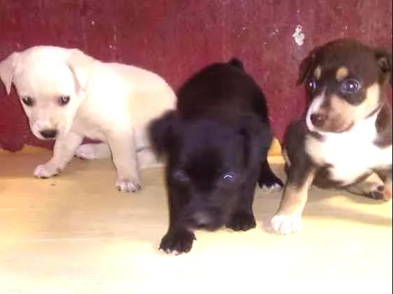 Cachorro ra a Vira lata idade 2 a 6 meses nome Principe e princesas