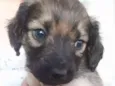 Simba