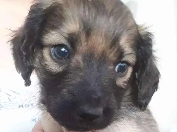 Cachorro ra a SRD idade Abaixo de 2 meses nome Simba