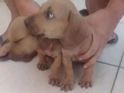 Cachorro raça Srd idade 2 a 6 meses nome Sheldon e Penny