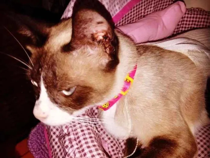 Gato ra a nao definida idade 1 ano nome Mimi