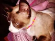 Mimi