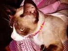 Gato raça nao definida idade 1 ano nome Mimi