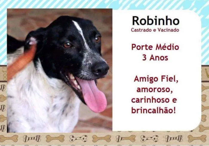 Cachorro ra a SRD idade 3 anos nome Robinho