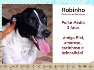 Cachorro raça SRD idade 3 anos nome Robinho
