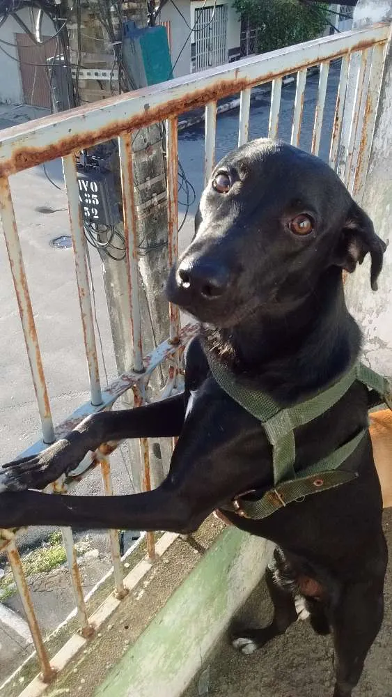 Cachorro ra a Vira-lata idade 2 a 6 meses nome Preto