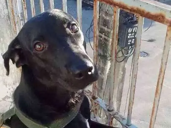 Cachorro ra a Vira-lata idade 2 a 6 meses nome Preto