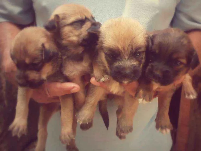 Cachorro ra a  idade Abaixo de 2 meses nome Filhotes 