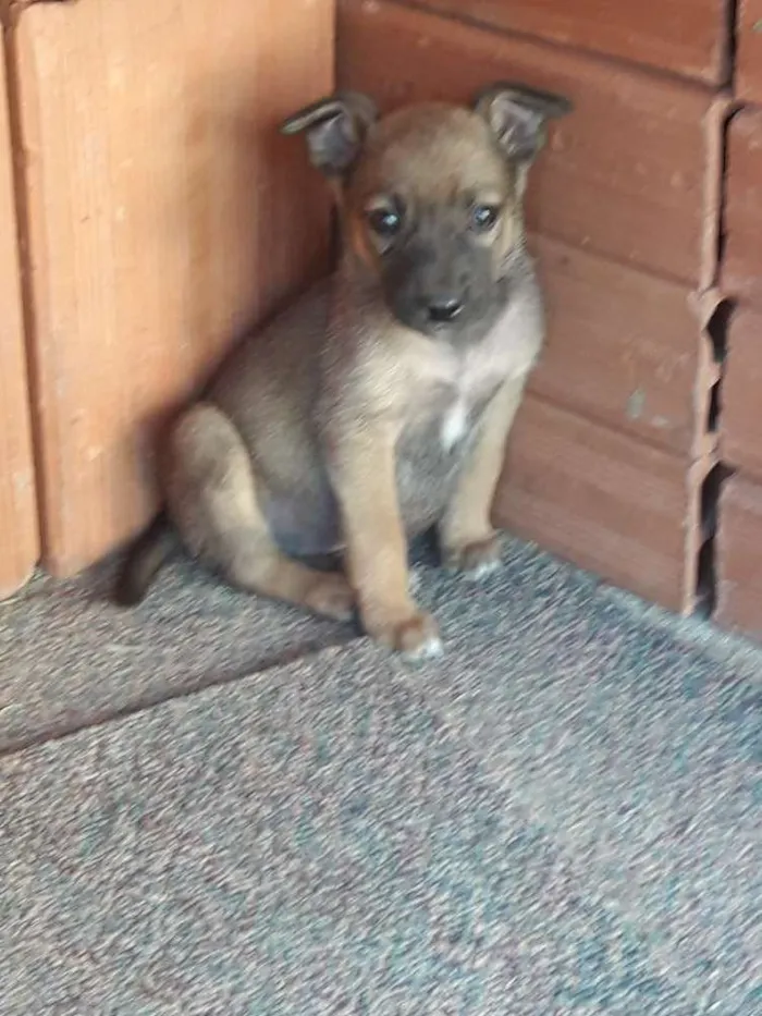 Cachorro raça Vira latas idade Abaixo de 2 meses nome Filhotes