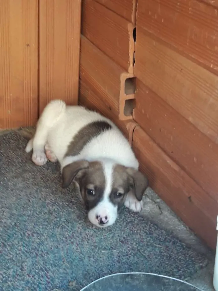 Cachorro raça Vira latas idade Abaixo de 2 meses nome Filhotes