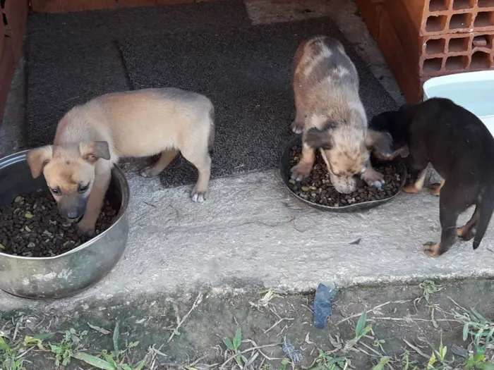 Cachorro raça Vira latas idade Abaixo de 2 meses nome Filhotes