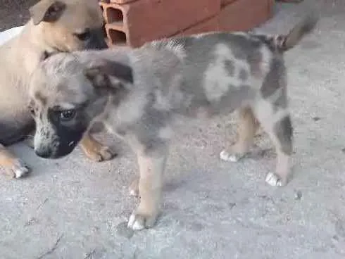 Cachorro raça Vira latas idade Abaixo de 2 meses nome Filhotes