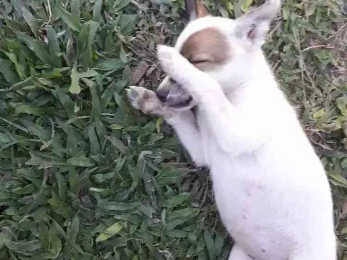 Cachorro raça Vira latas idade Abaixo de 2 meses nome Filhotes