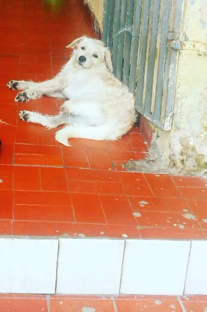 Cachorro raça Rnd idade 7 a 11 meses nome Branca foi achado na