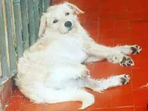 Cachorro raça Rnd idade 7 a 11 meses nome Branca foi achado na