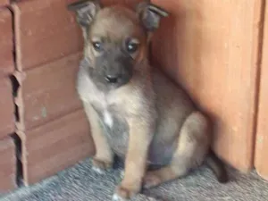 Cachorro raça Vira latas idade Abaixo de 2 meses nome Filhotes