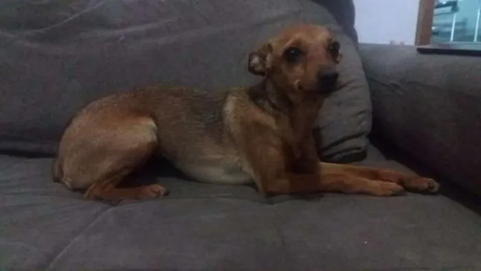 Cachorro ra a Pincher idade 2 anos nome Pepita