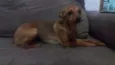 Pepita