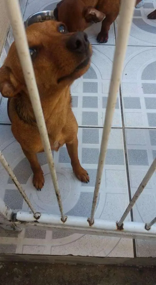 Cachorro ra a Pincher idade 2 anos nome Pepita