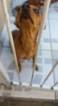 Pepita