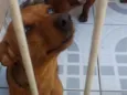 Pepita