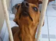 Pepita