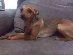 Cachorro raça Pincher idade 2 anos nome Pepita
