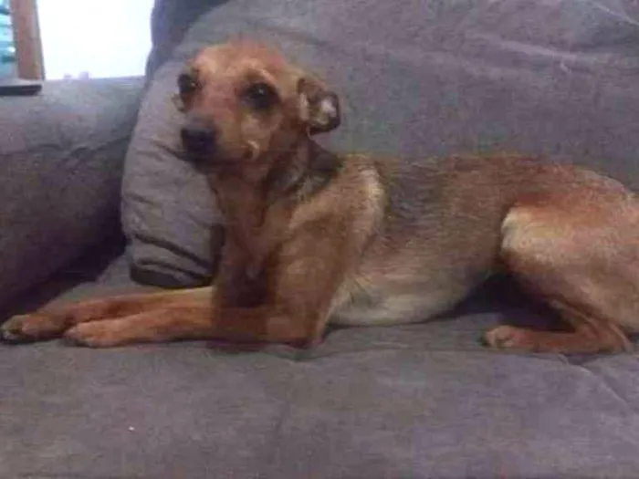 Cachorro ra a Pincher idade 2 anos nome Pepita