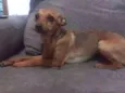 Pepita