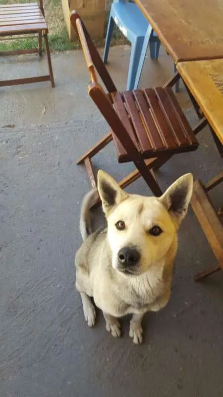 Cachorro raça Husky com Pastor idade 6 ou mais anos nome Rathi