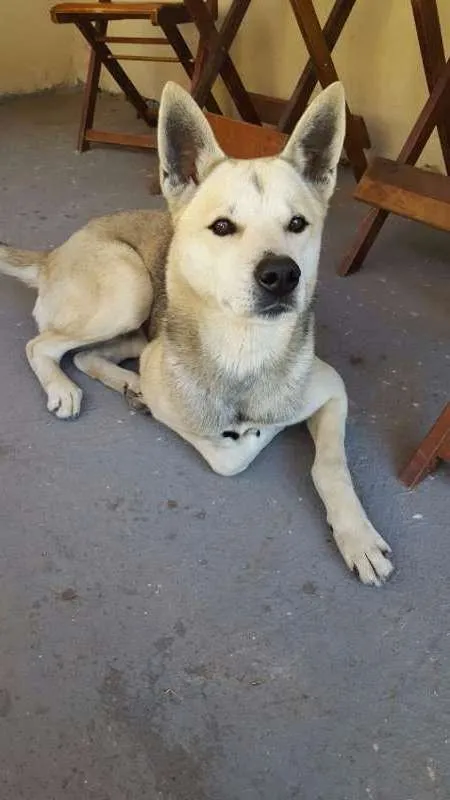 Cachorro raça Husky com Pastor idade 6 ou mais anos nome Rathi