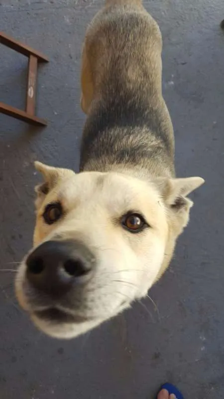 Cachorro raça Husky com Pastor idade 6 ou mais anos nome Rathi