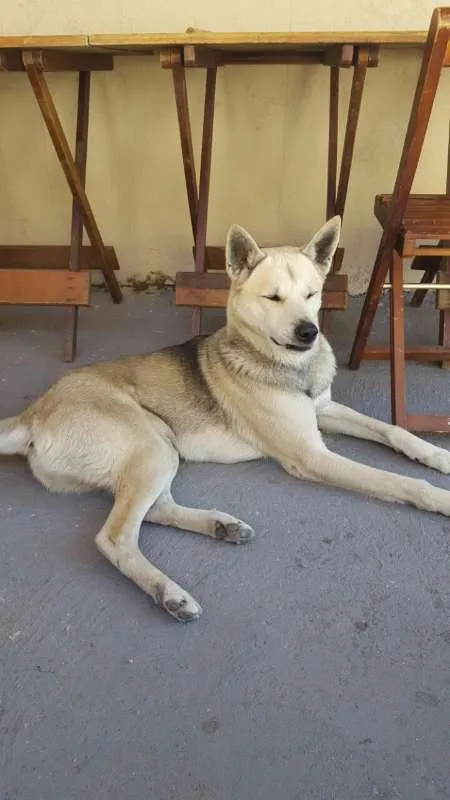 Cachorro raça Husky com Pastor idade 6 ou mais anos nome Rathi