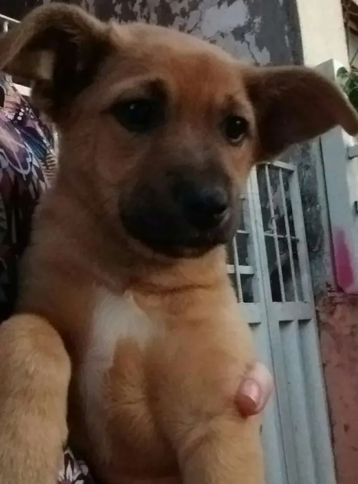 Cachorro ra a Sem raça idade 2 a 6 meses nome Sol