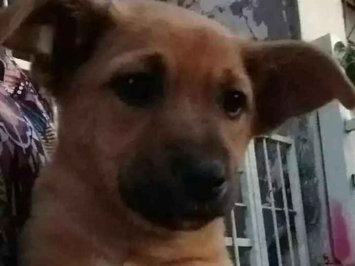 Cachorro ra a Sem raça idade 2 a 6 meses nome Sol