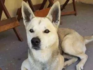 Cachorro raça Husky com Pastor idade 6 ou mais anos nome Rathi