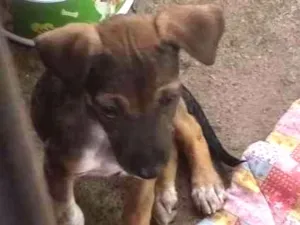 Cachorro raça Srd idade 2 a 6 meses nome Theodoro