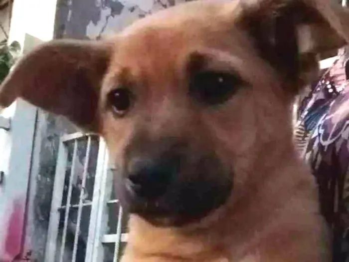 Cachorro ra a Sem raça idade 2 a 6 meses nome Sol
