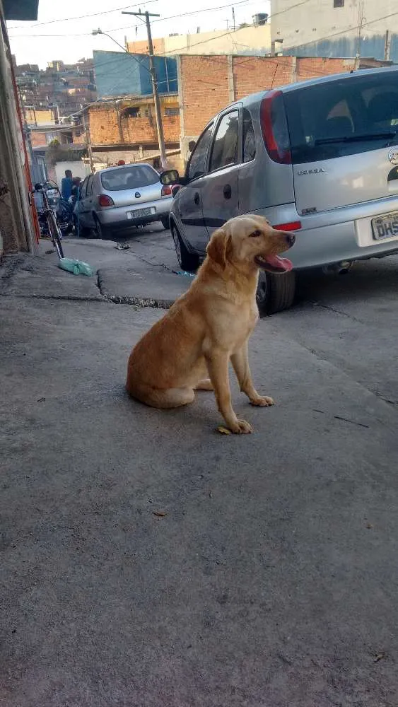 Cachorro ra a Labrador idade 2 anos nome Mel