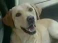 Mel