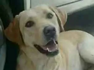 Cachorro ra a Labrador idade 2 anos nome Mel
